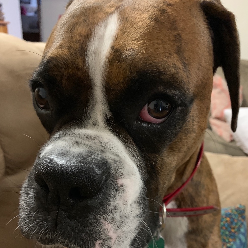 Meet your Posher, Romeo